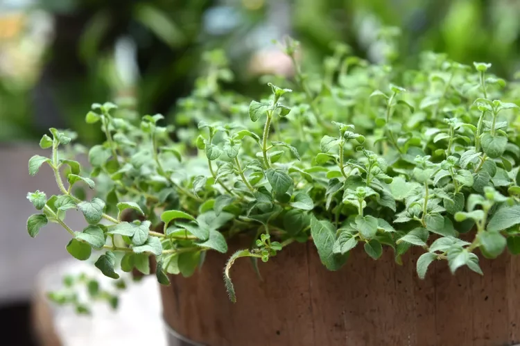 How%20to%20Grow%20Oregano.webp?1771619375214