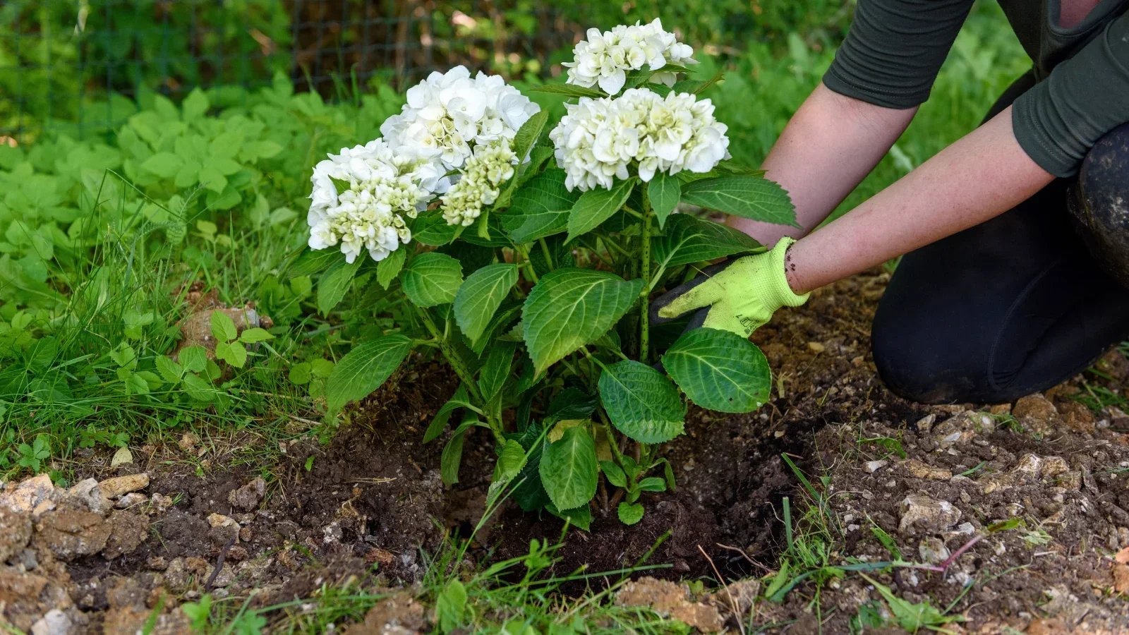How to Transplant Hydrangeas