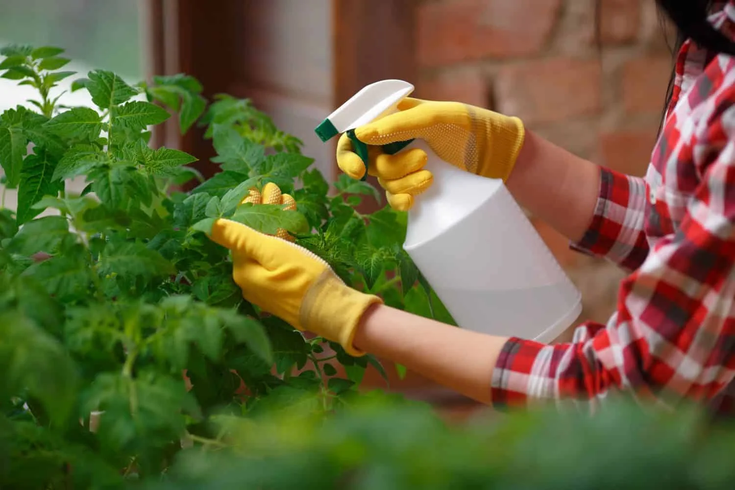 How to Use Insecticidal Soap