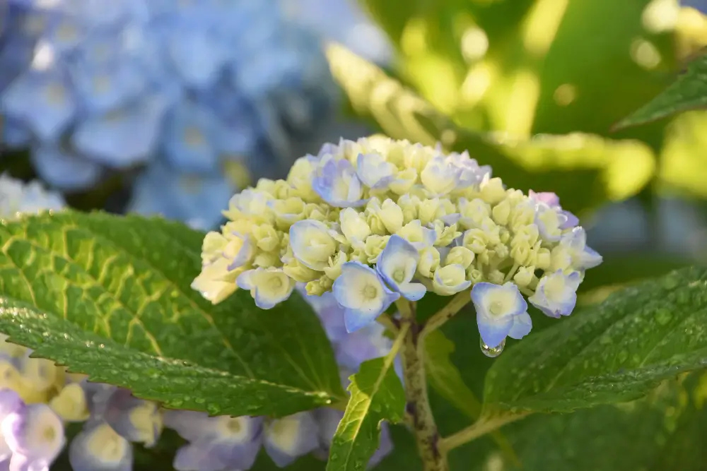 Hydrangea Type
