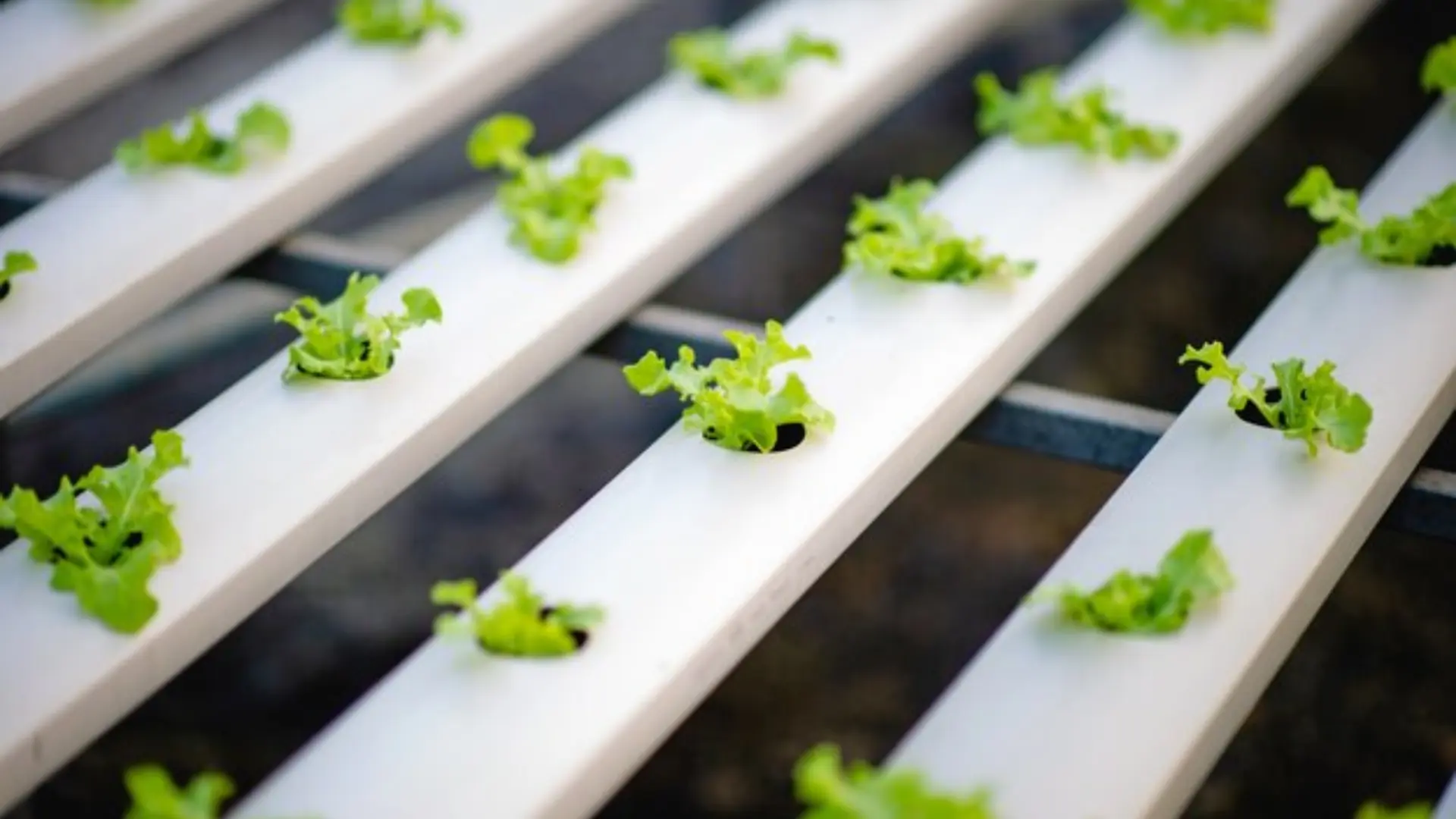 Hydroponic Nutrient Solutions