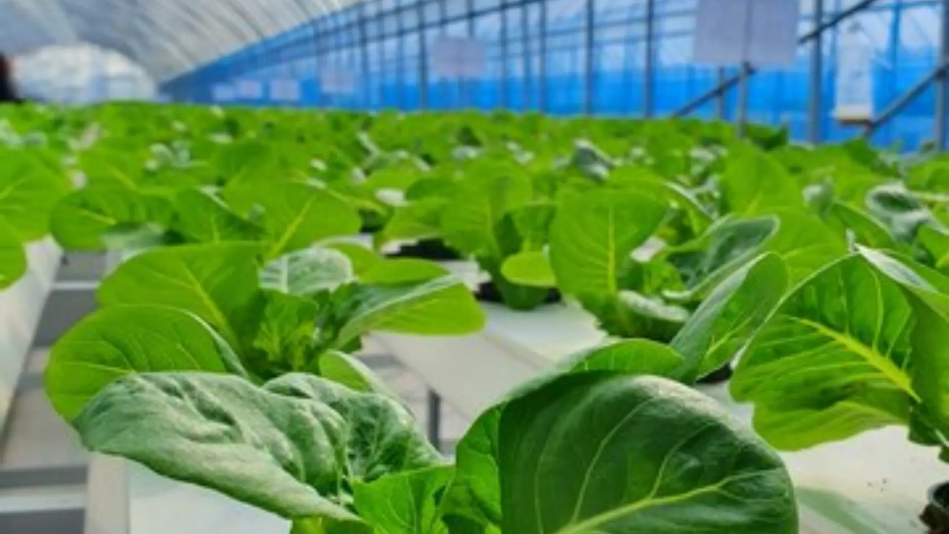 Hydroponics From a Scientific Perspective