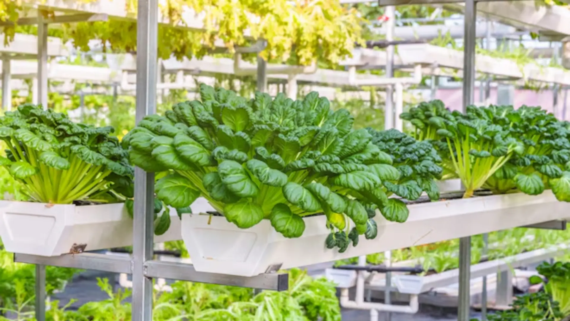 Hydroponics and Vertical Farming