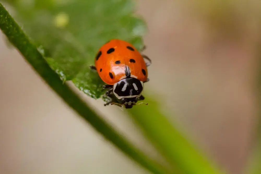Introduce Beneficial Insects
