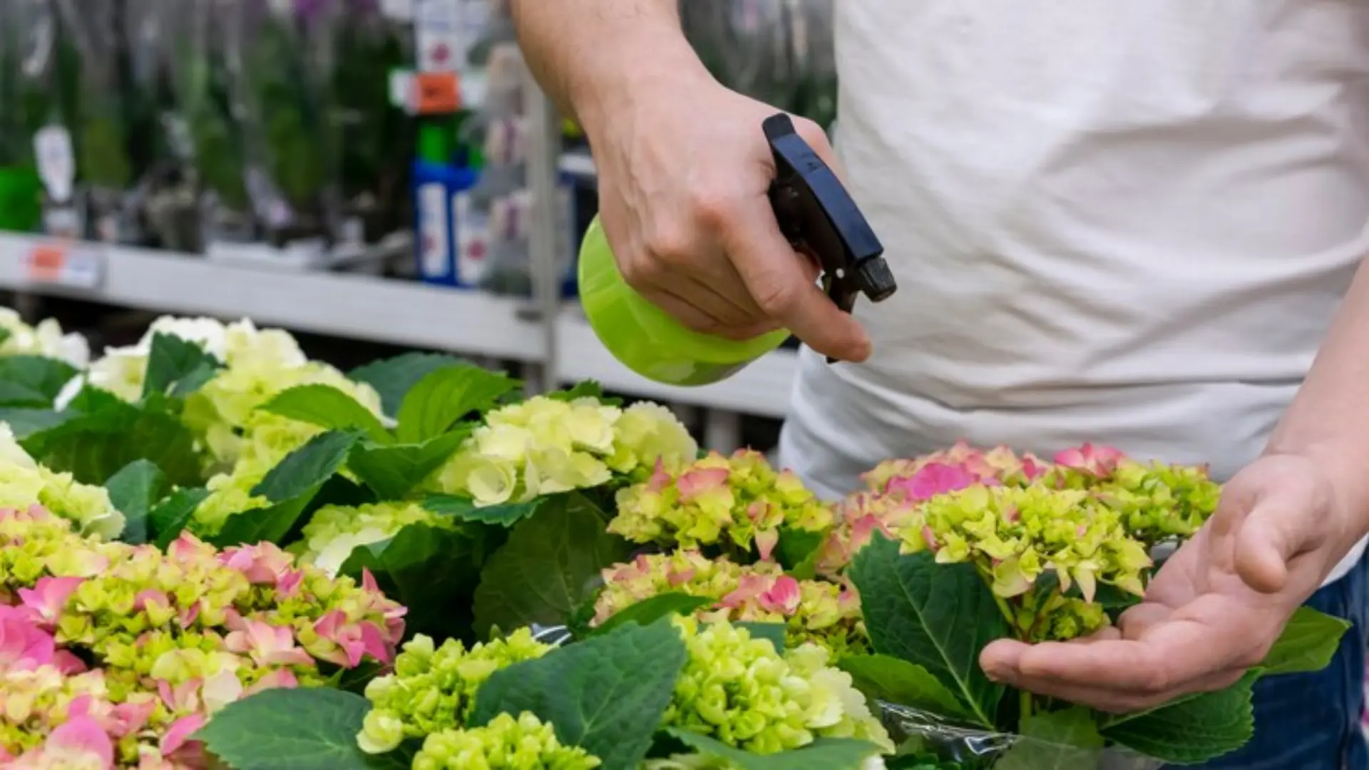 Irrigation and Fertilization