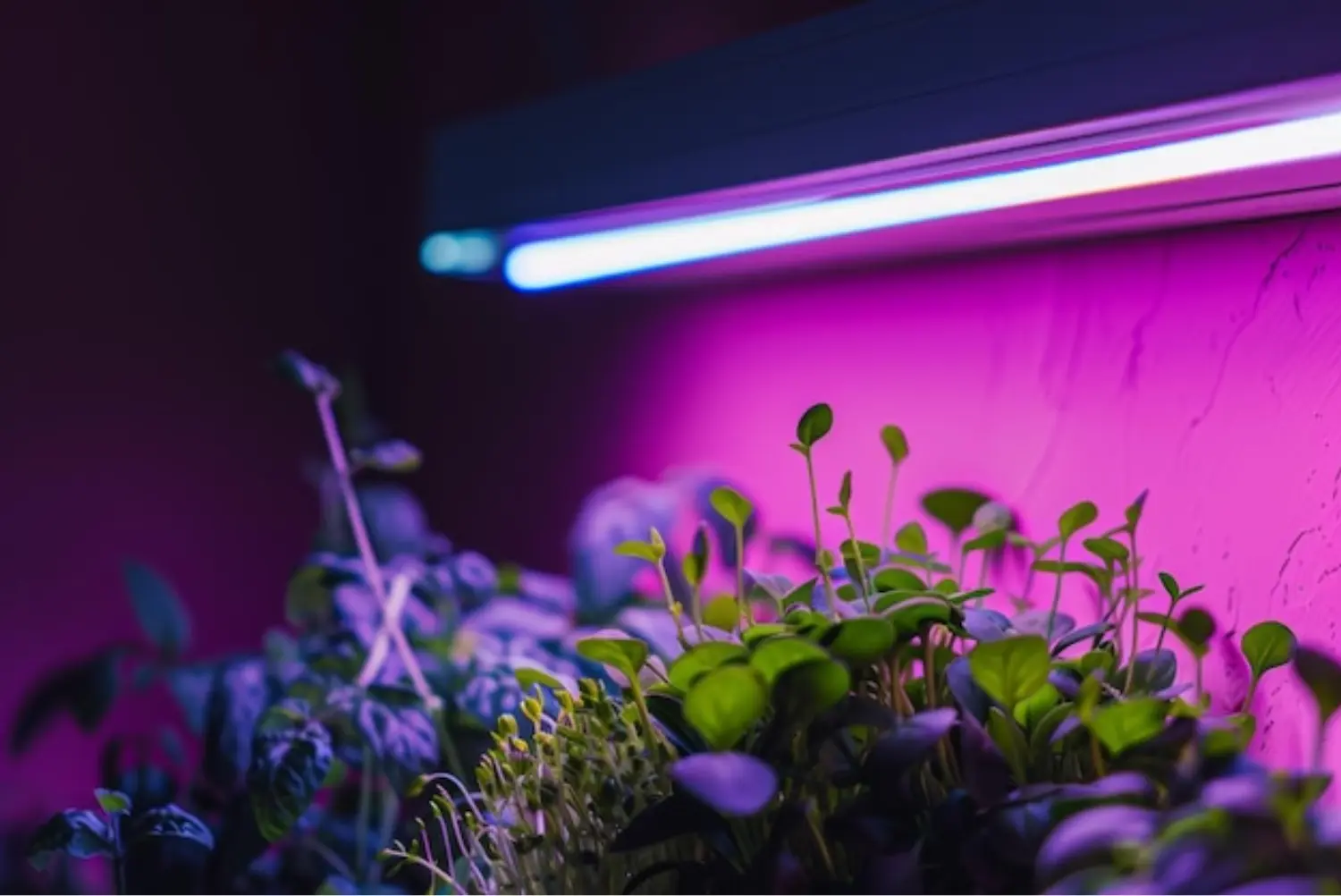 LED Grow Lights Work for Plant Growth