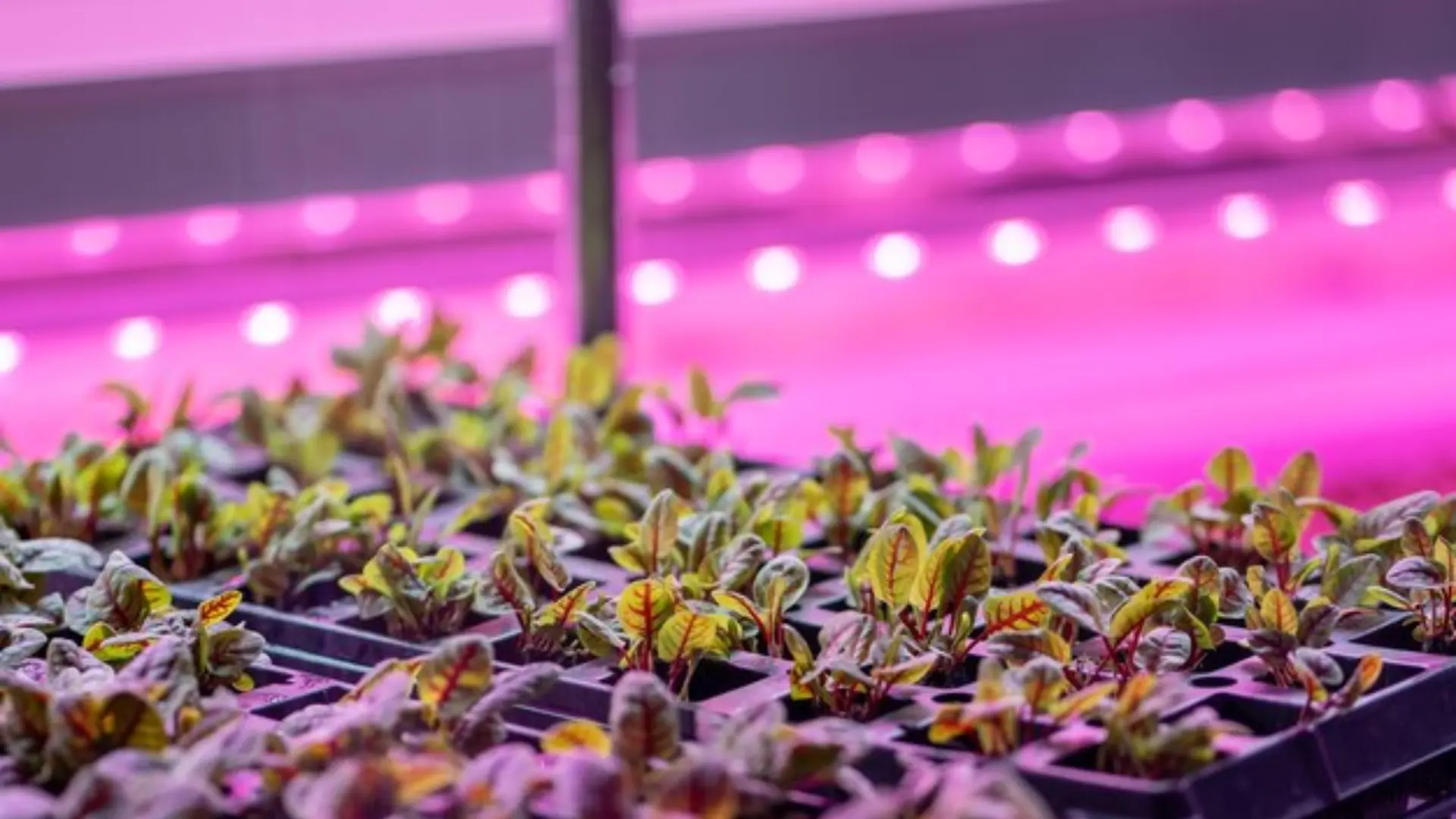 LED technology in plant cultivation