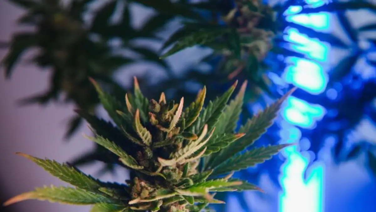 Led Grow Light Marijuana Buds