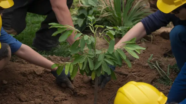 Lift and Protect the Root Ball