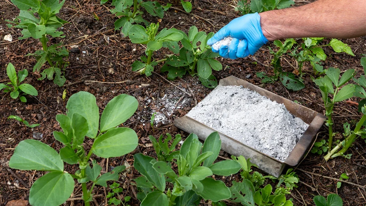 Methods to Lower Soil pH