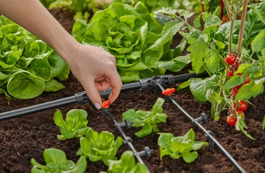 Micro Irrigation Installation Services