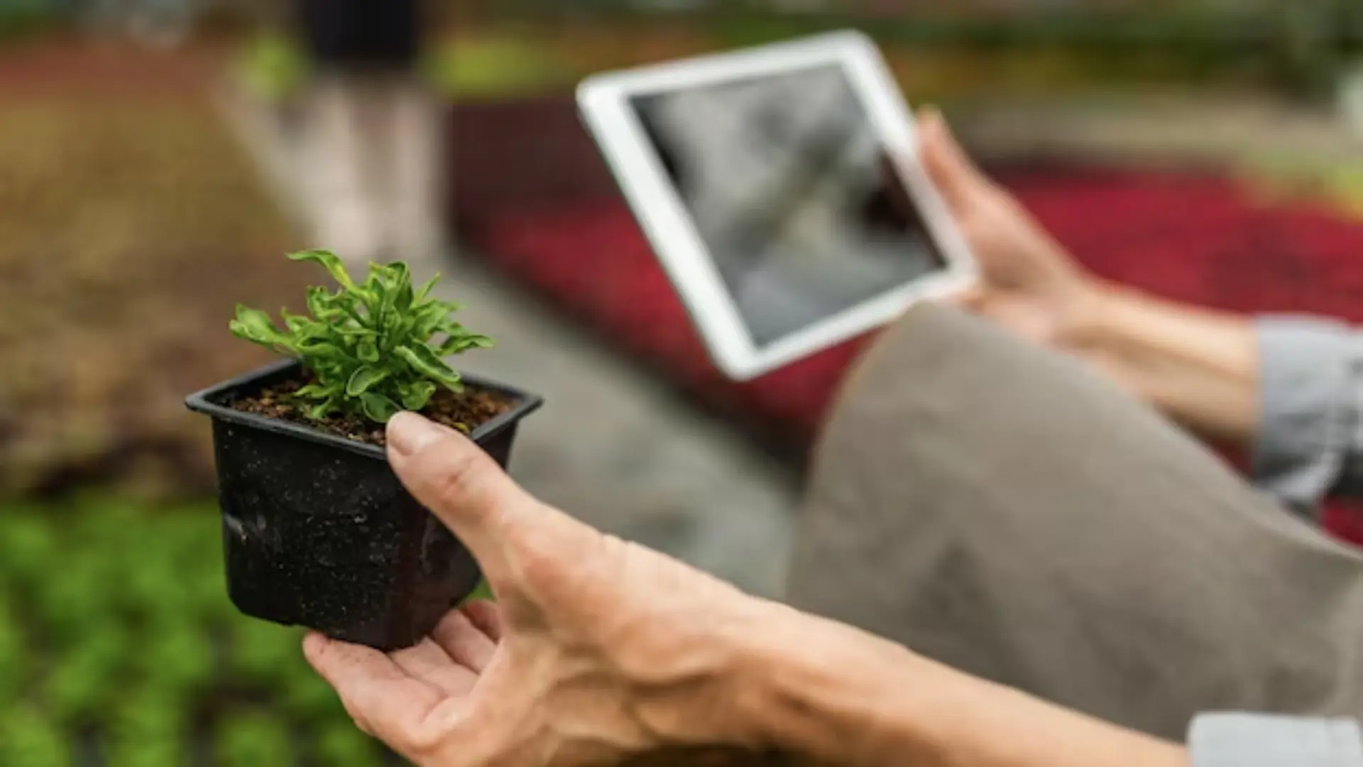 Modern Agriculture