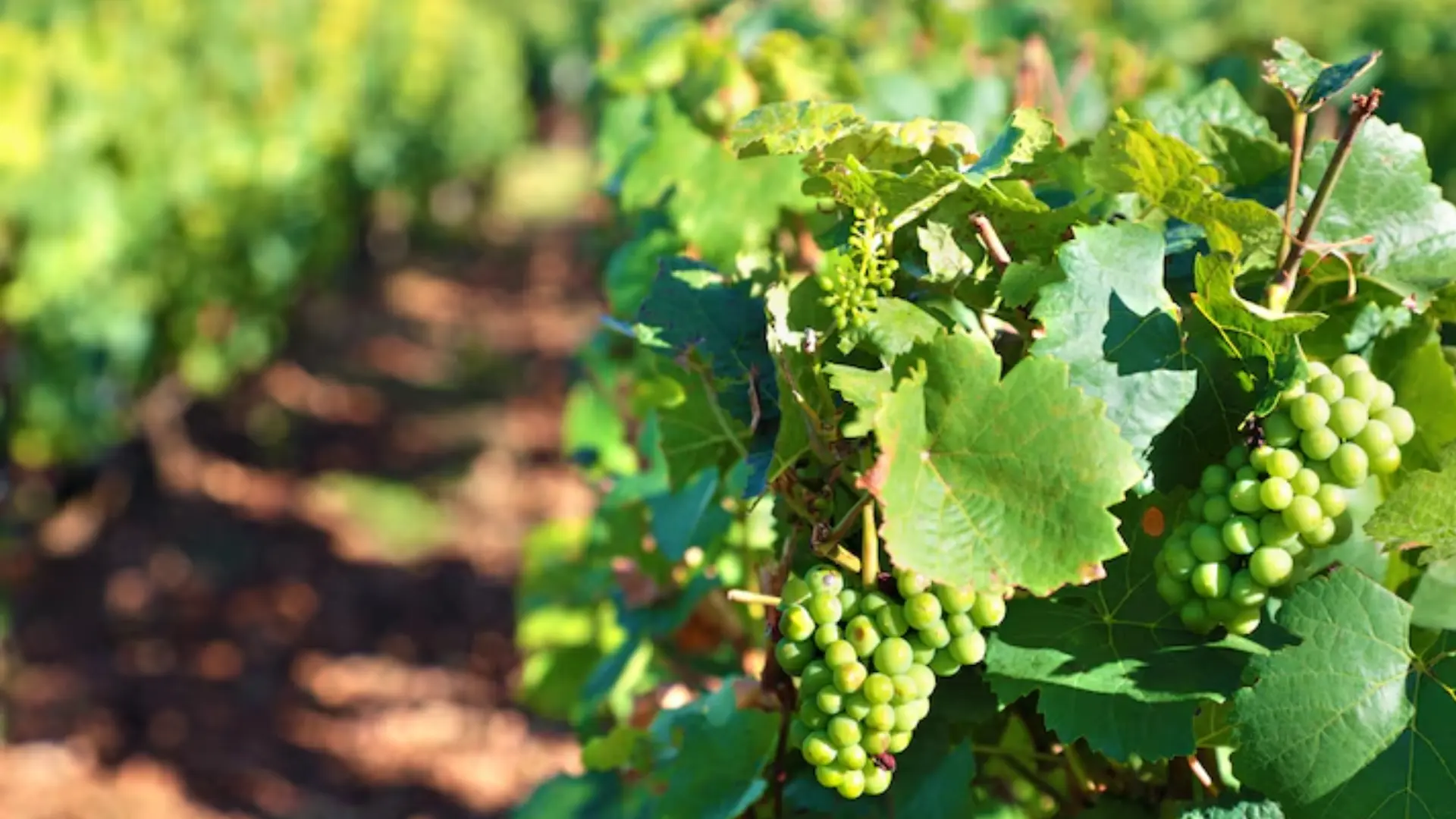Modern Vineyard Management