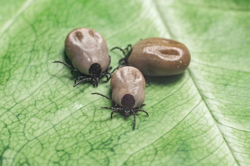 Natural Tick Repellents