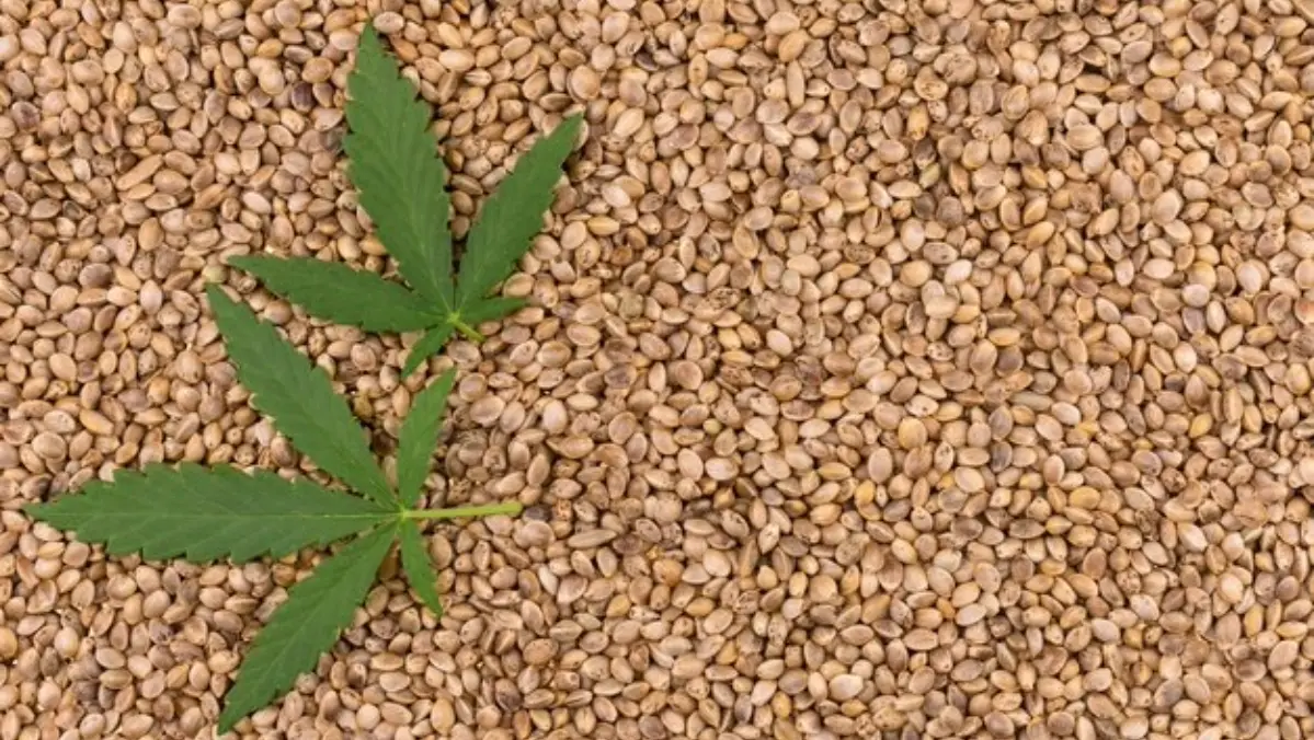 Nature Of Cannabis Sativa Seed Oil