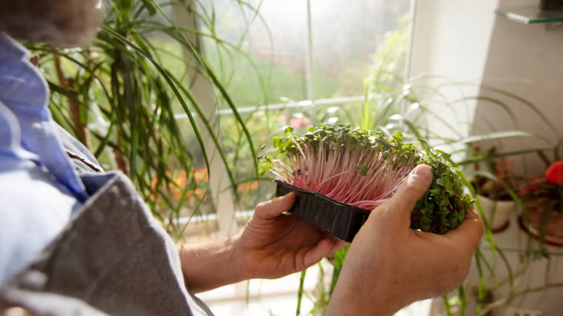 Optimizing Indoor Gardening