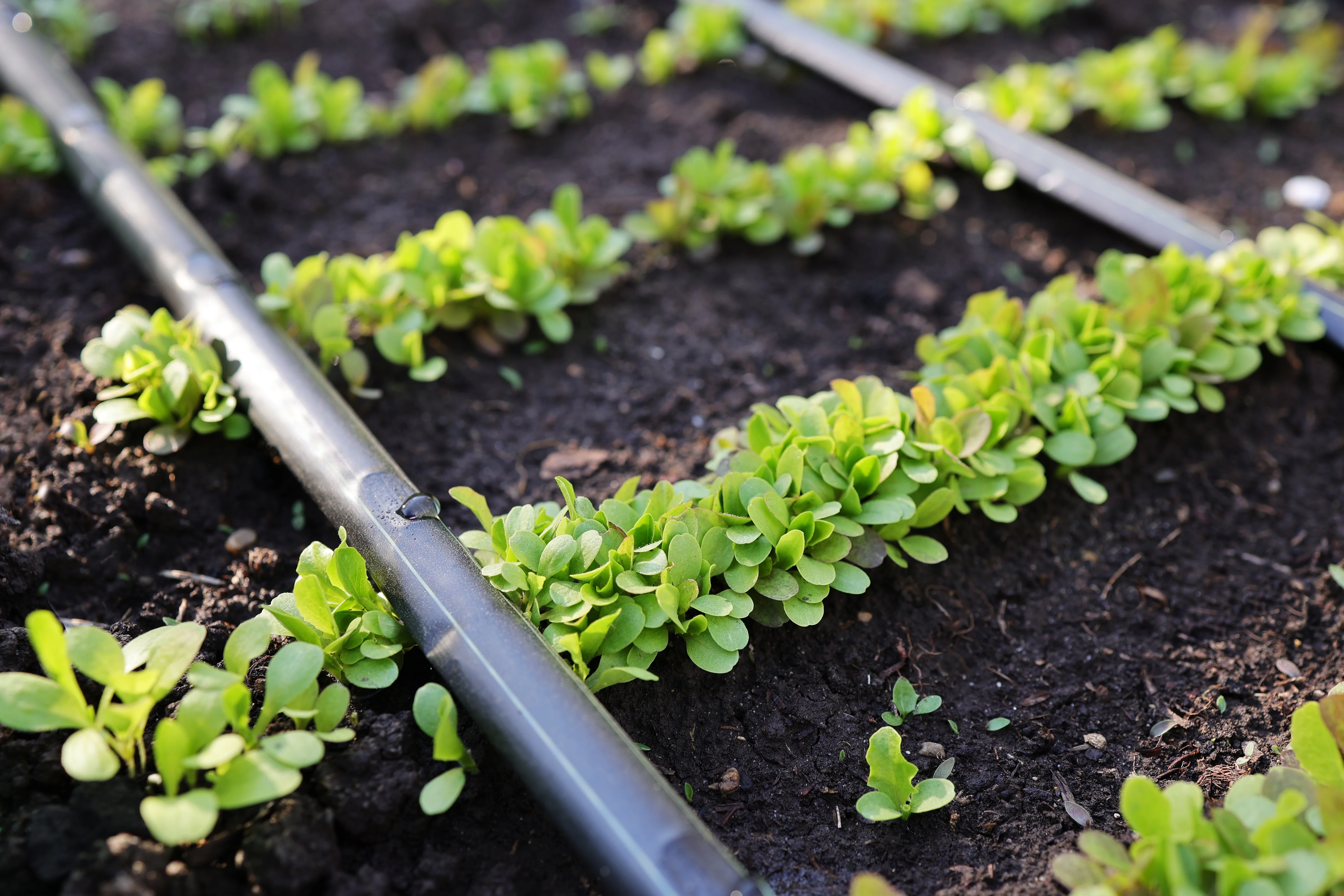 Plan Your Drip Watering System