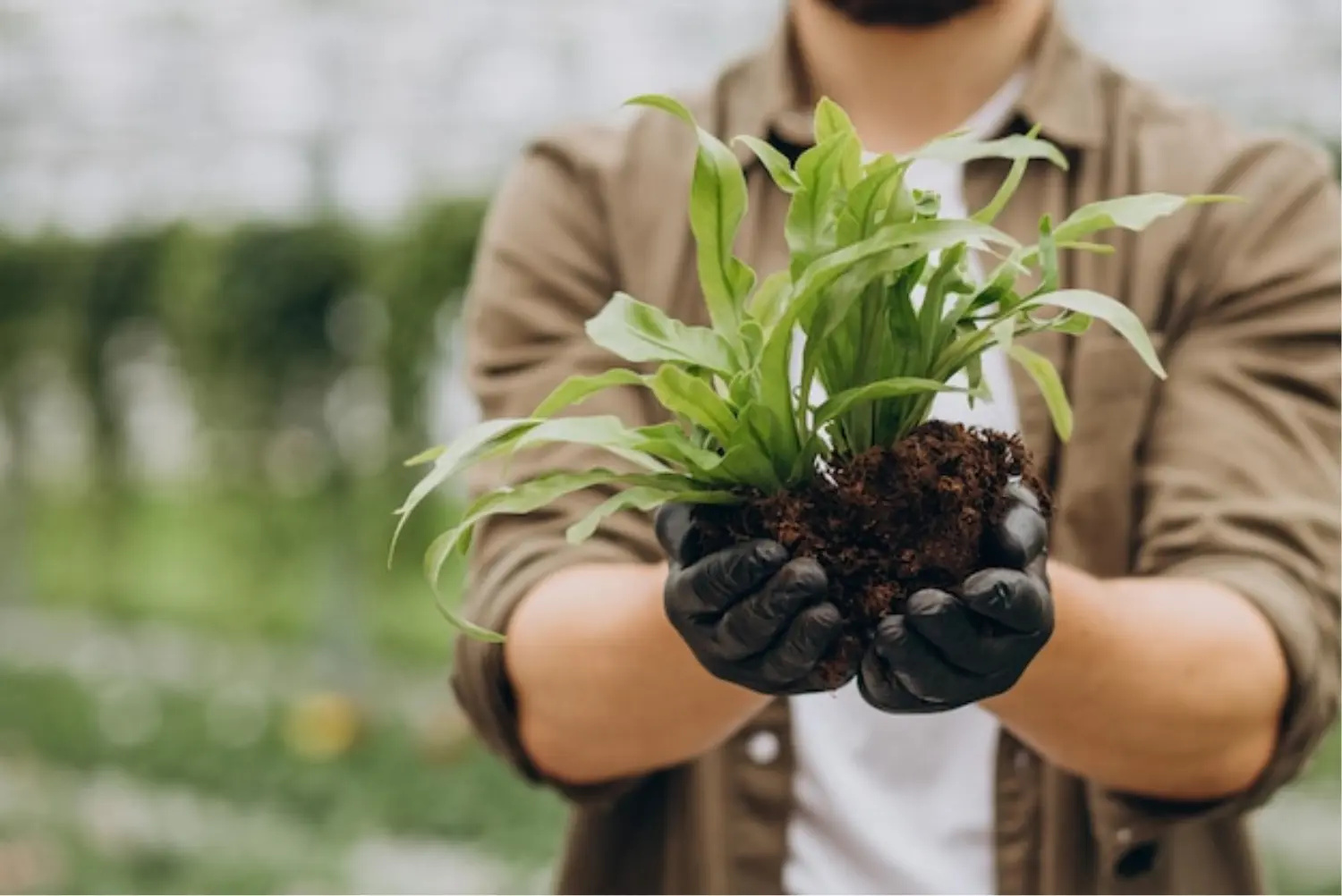 Plant Health and Yield