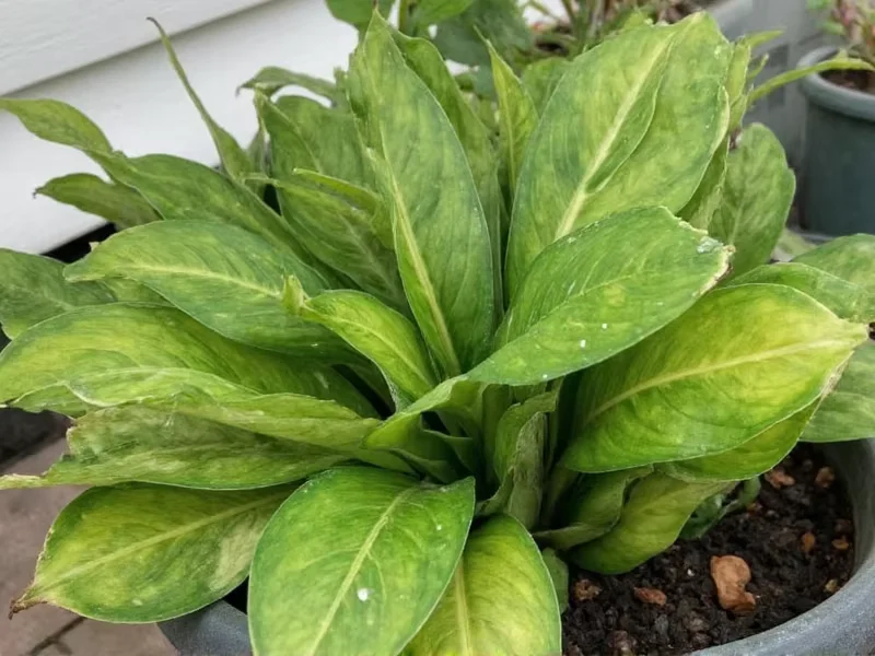 Plant%20Identification%20Tips.webp?1769713400109