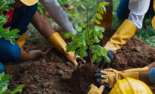 Plant Transplanting Professional