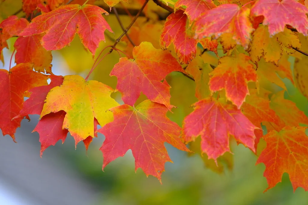Popular%20Maple%20Species.webp?1771256760855