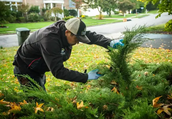 Professional Landscape Repair I