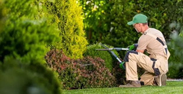 Prune and Shape Existing Plants