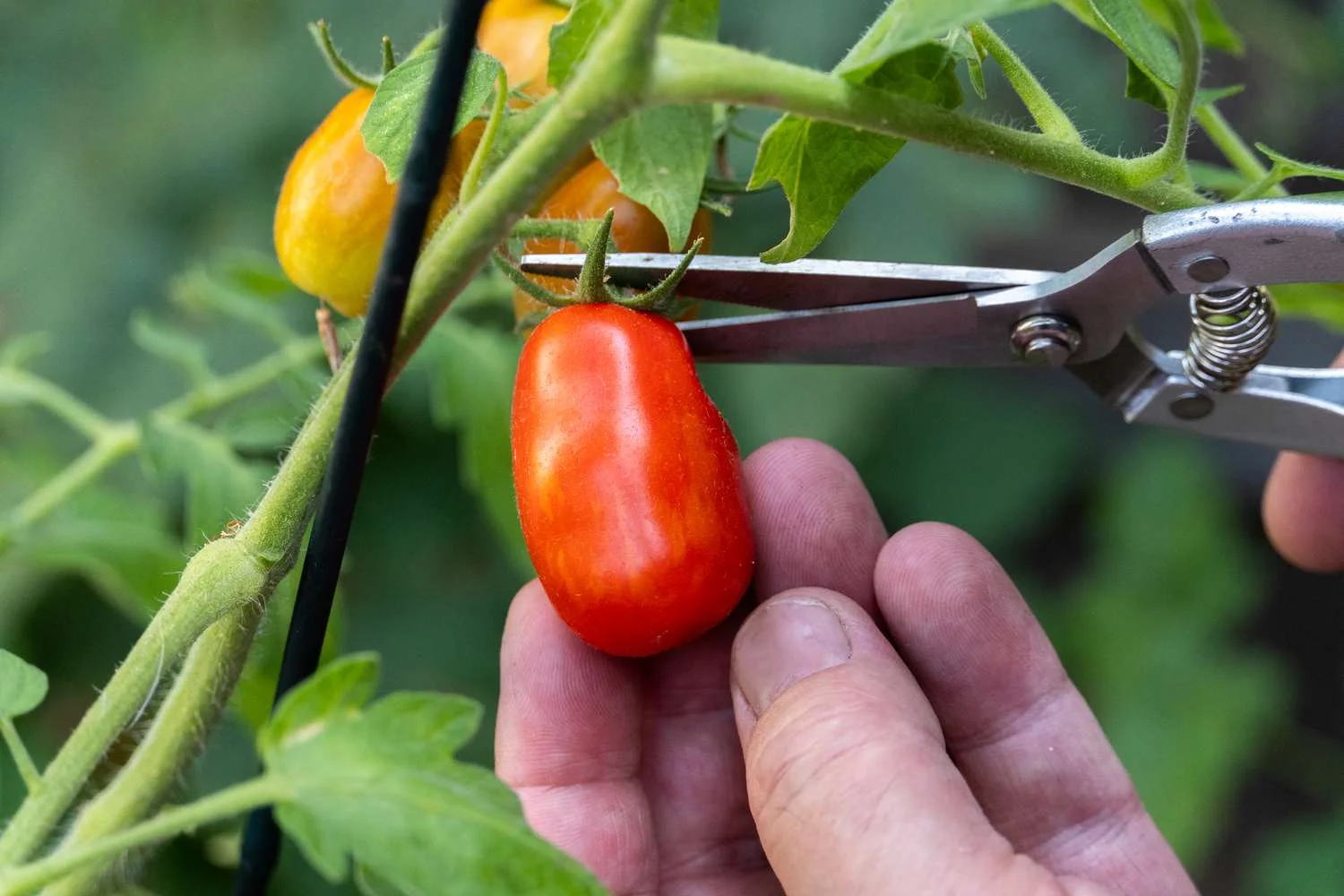 Pruning San Marzano Tomato Plants