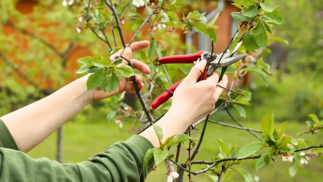 Pruning%20Techniques.webp?1769112246181