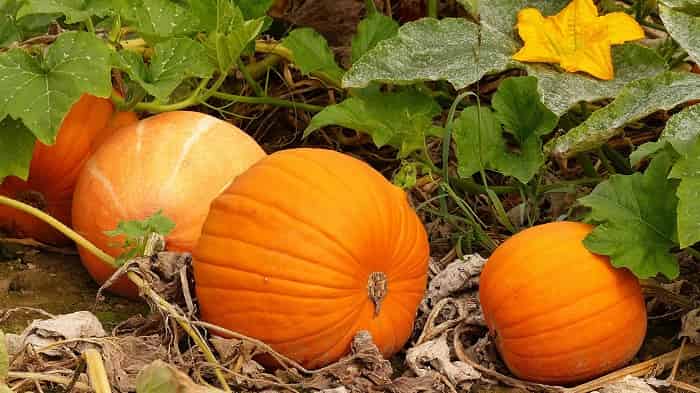 Pumpkins Nutrient Uptake