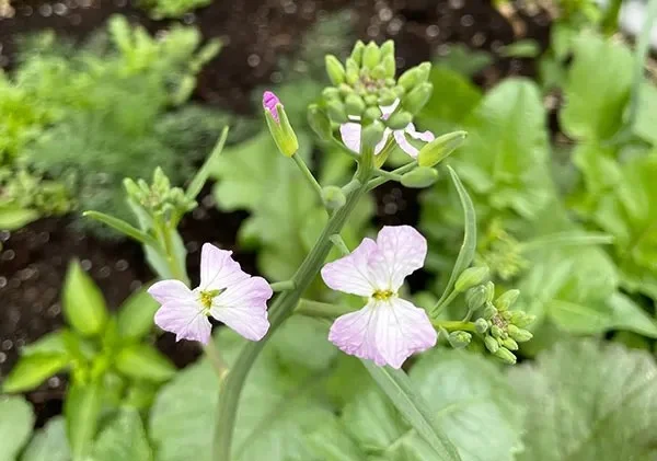 Reasons Radishes Bolt Early