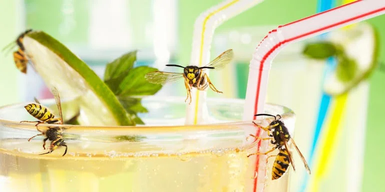 Remedies for Wasp