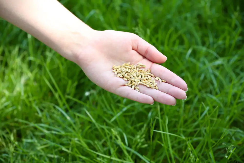 Reseeding and Lawn Repair