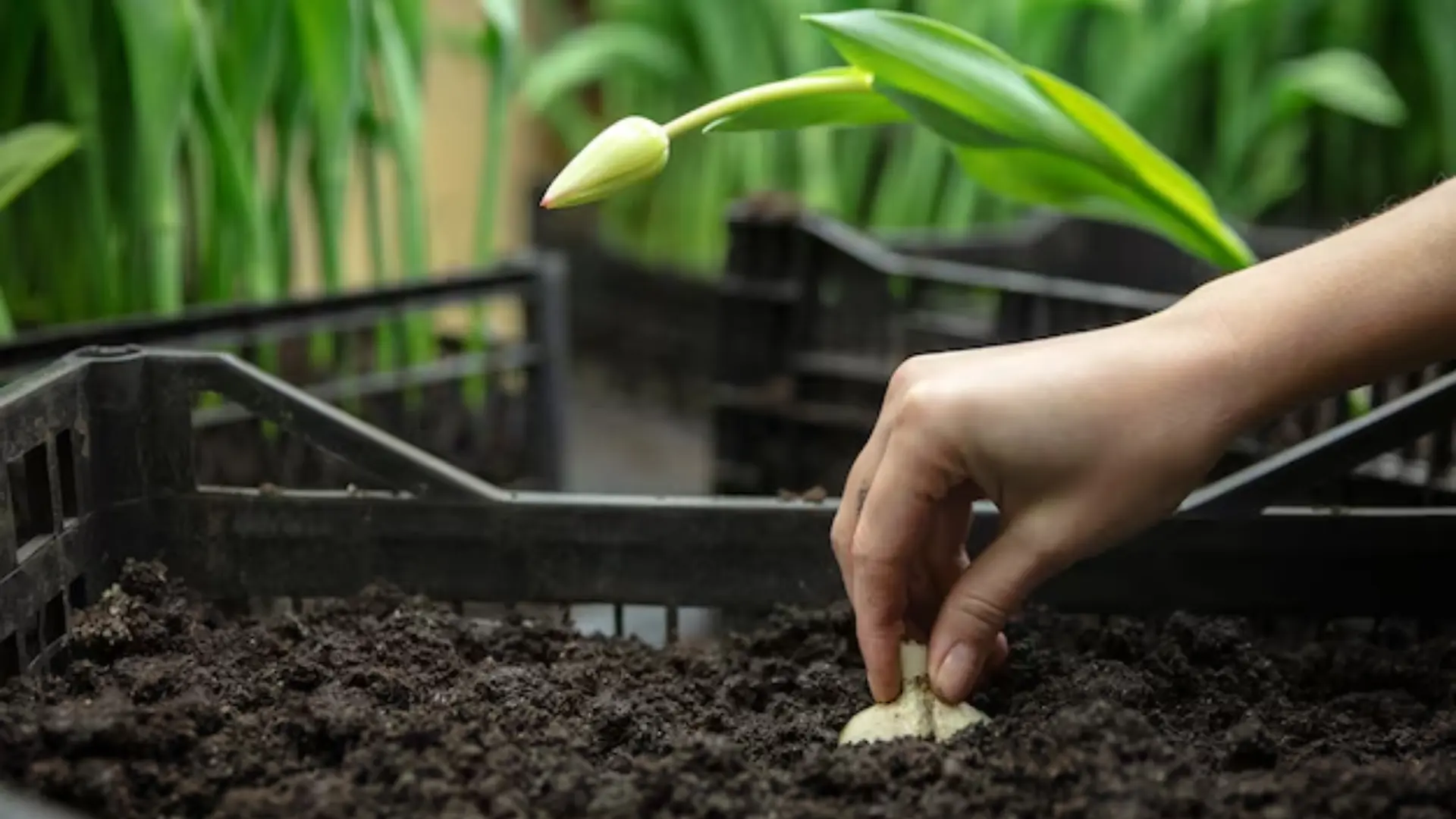 Resilient Vegetable Gardens