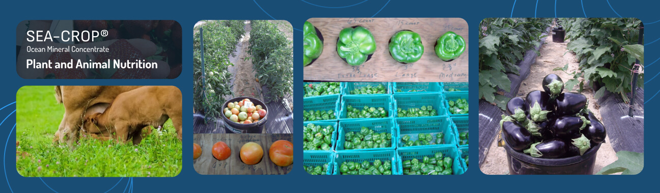 SEA-CROP%20-%20Brand%20Banner-%201296x379.jpg?1753204176657