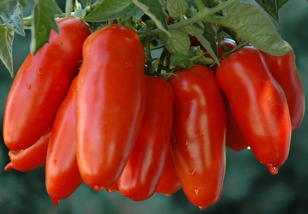 San Marzano tomatoes