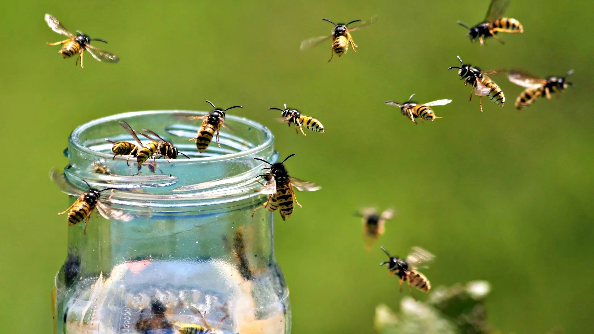 Scent-Based Natural Deterrents