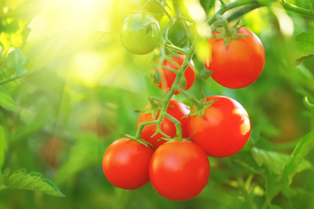 Seasonal Tomato Variations