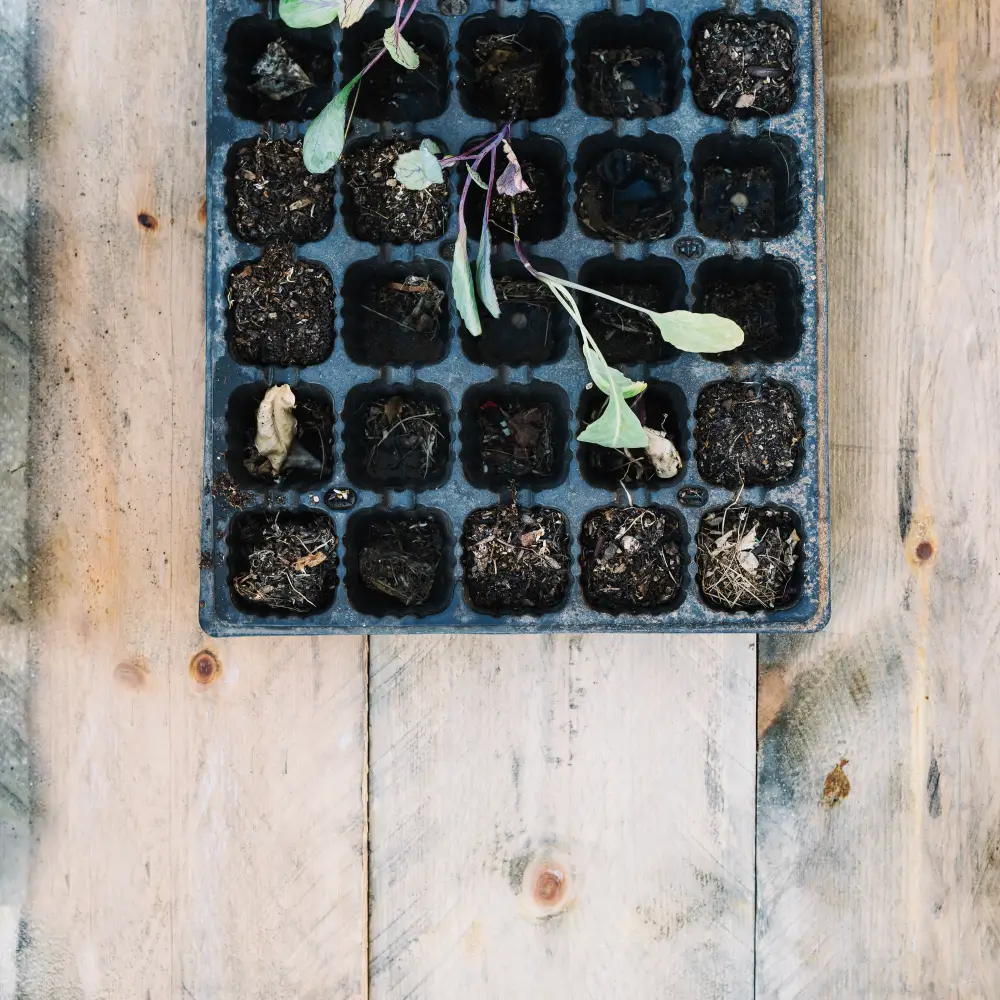  Seed Starting for a Thriving Garden