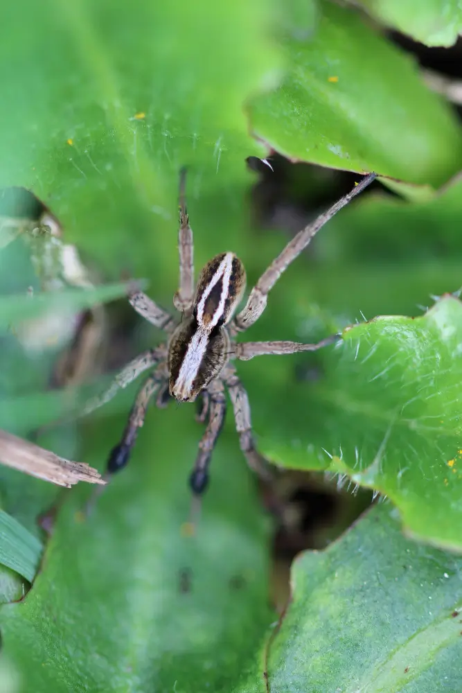 Signs of a Spider Mite Infestation