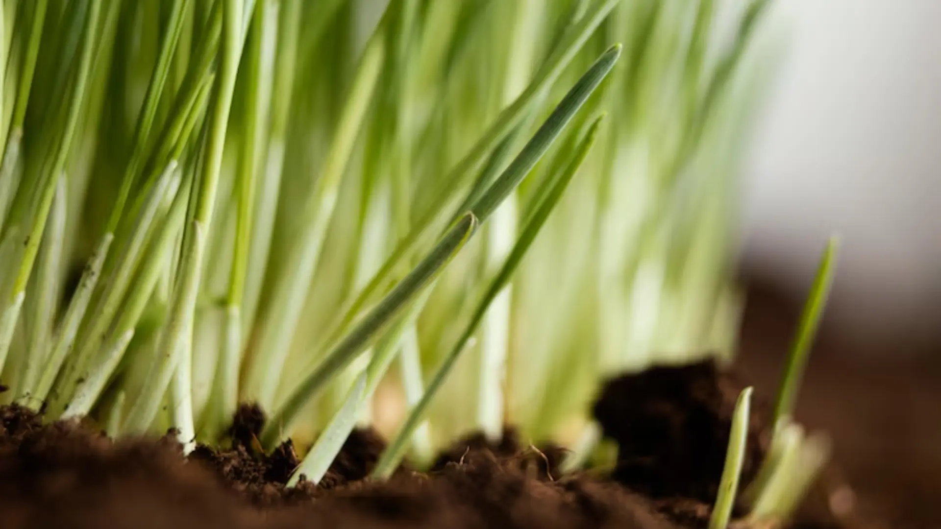 Soil Health