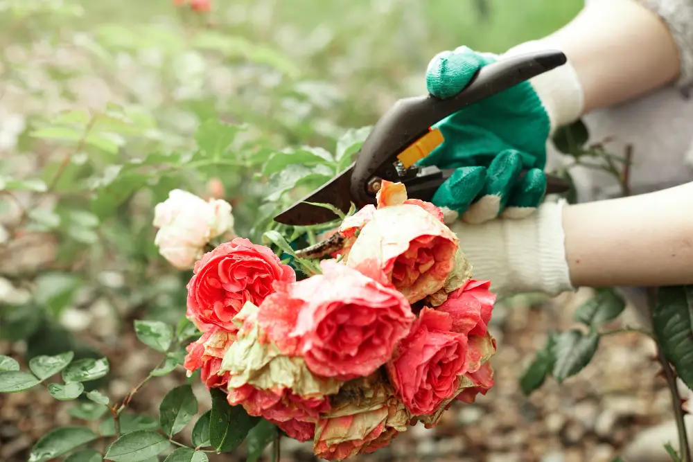 Step-by-Step Pruning Guide