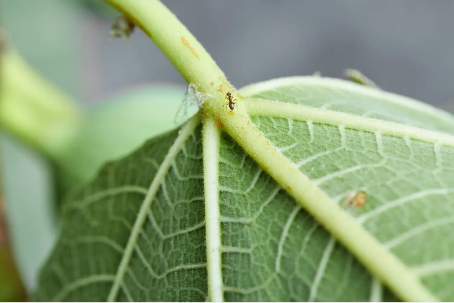 Strategies of Integrated Pest Management