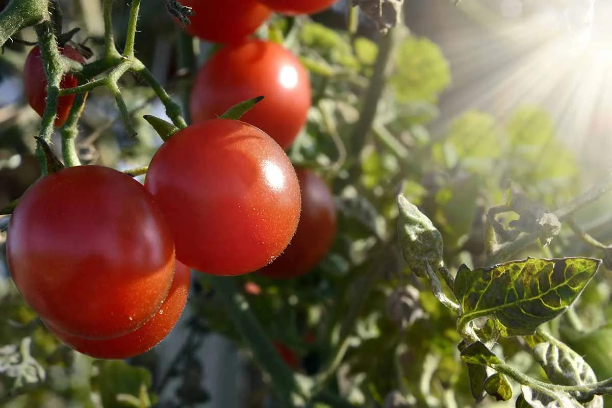 Sunlight Requirements for Tomatoes