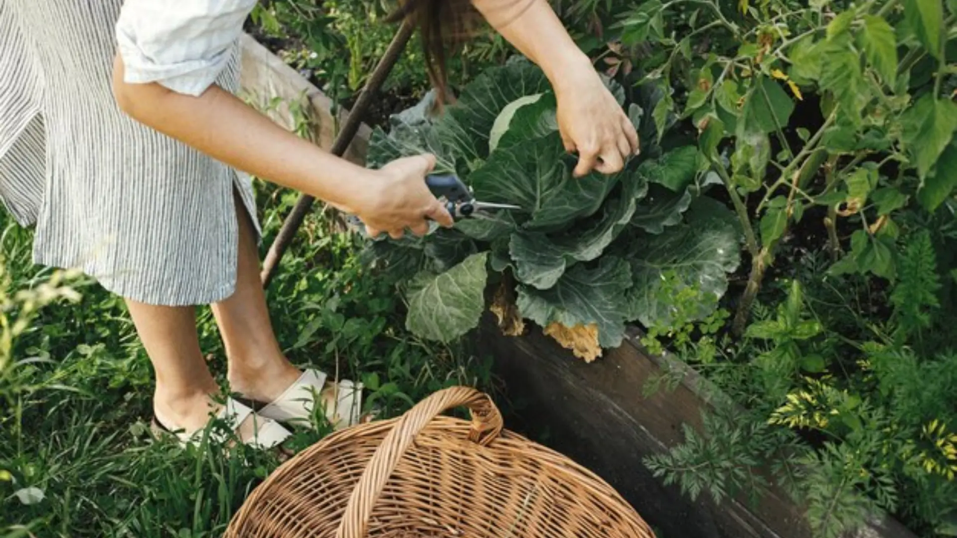 Sustainable Gardening