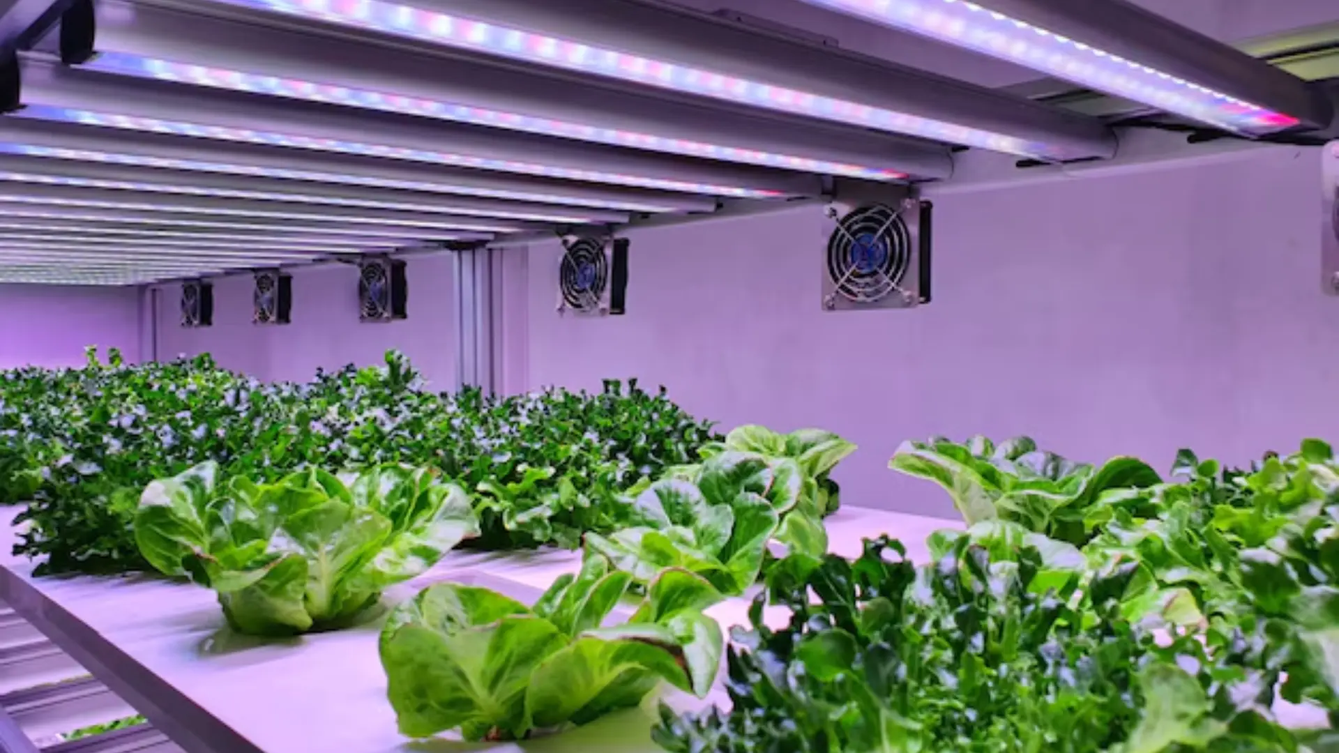 Technological Innovation in Grow Lights