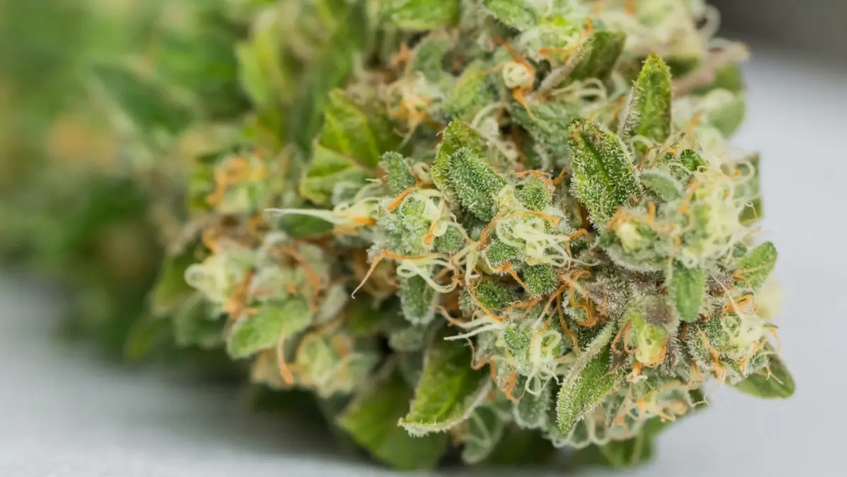 Terpenes in Cannabis Plant
