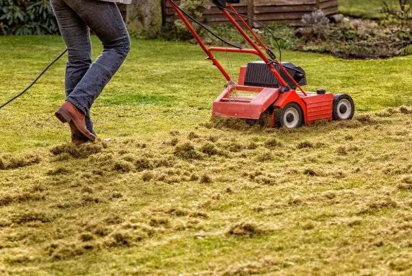 Thatch and its Causes