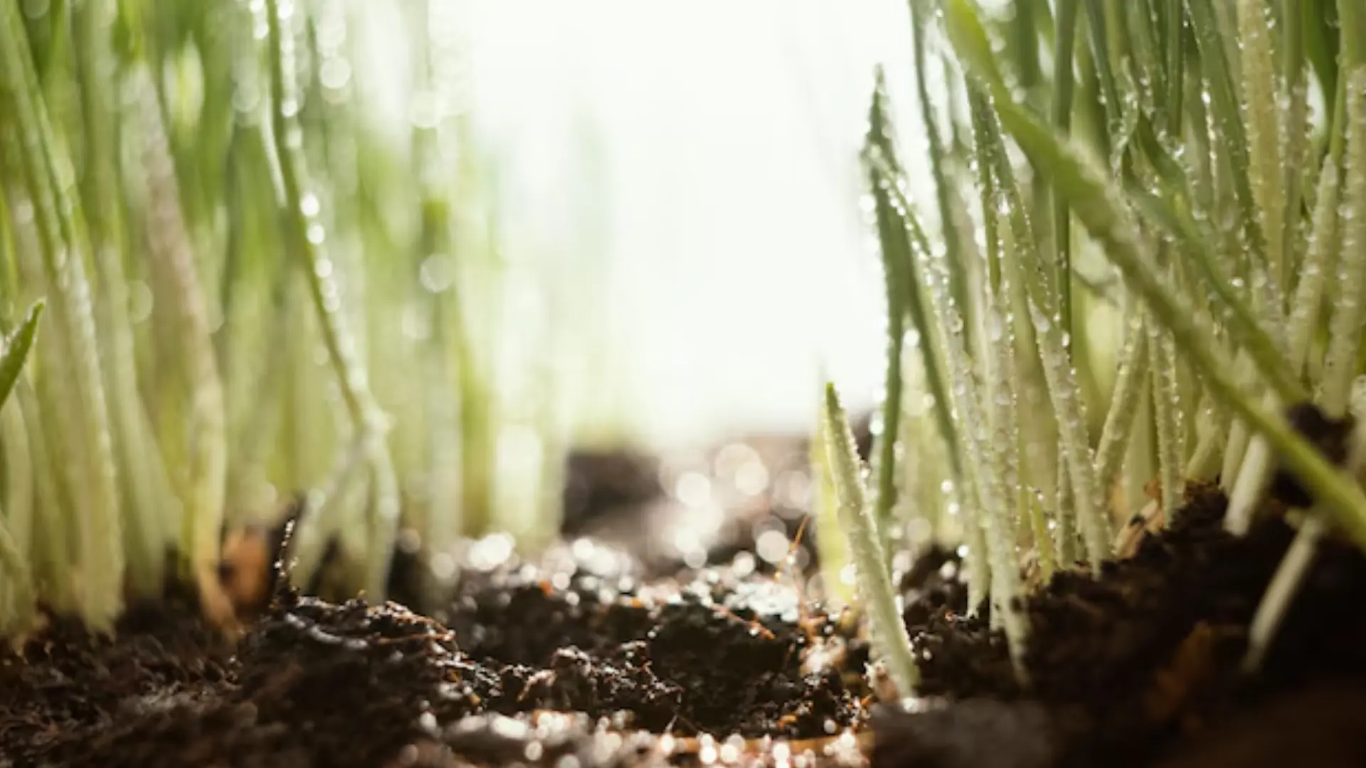 The Role of Organic Soil