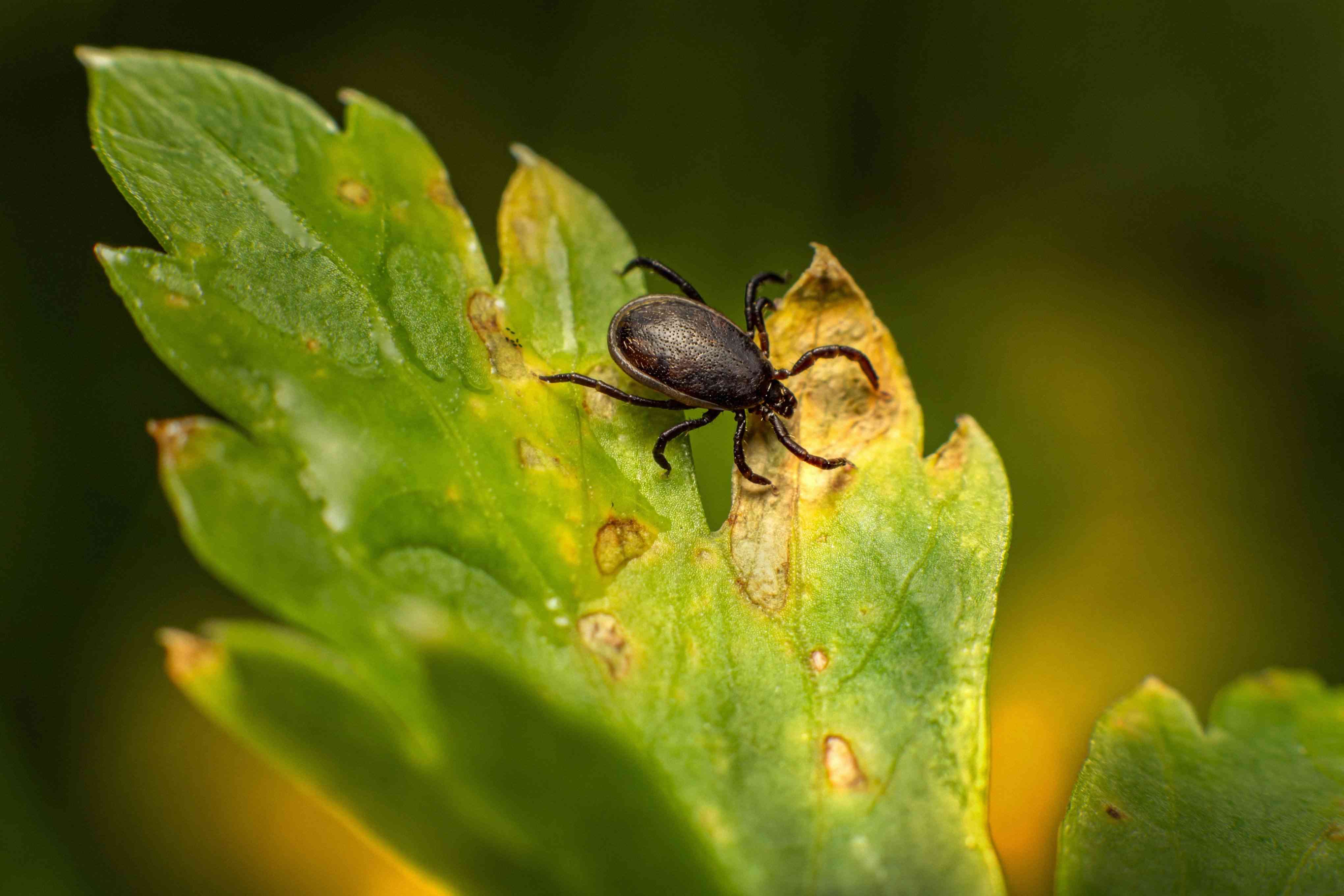 Tick Preventative Tips